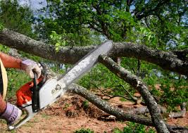 Best Tree Risk Assessment  in Du Quoin, IL